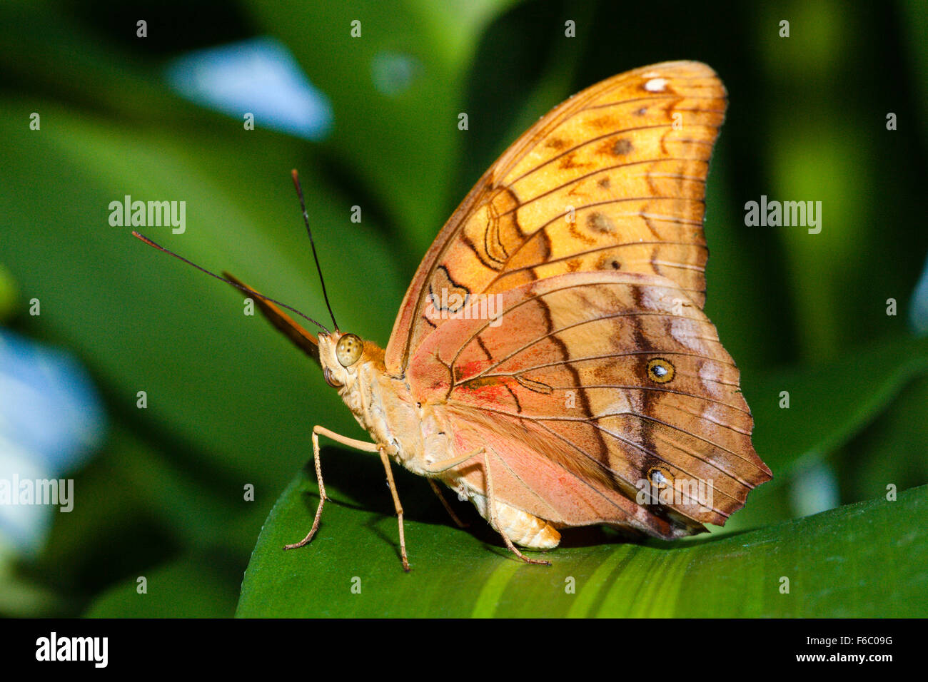Der Cruiser-Schmetterling, Vidula Arsinoe, Queensland, Australien Stockfoto
