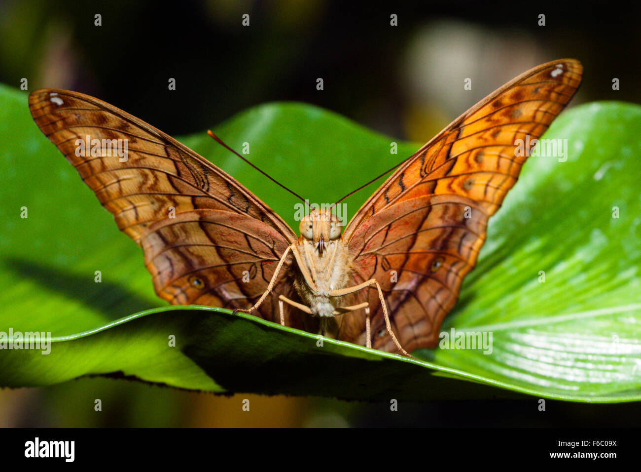 Der Cruiser-Schmetterling, Vidula Arsinoe, Queensland, Australien Stockfoto