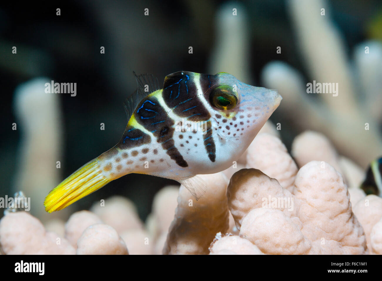 Schwarz-gesattelt Kugelfisch Canthigaster Valentini, Great Barrier Reef, Australien Stockfoto