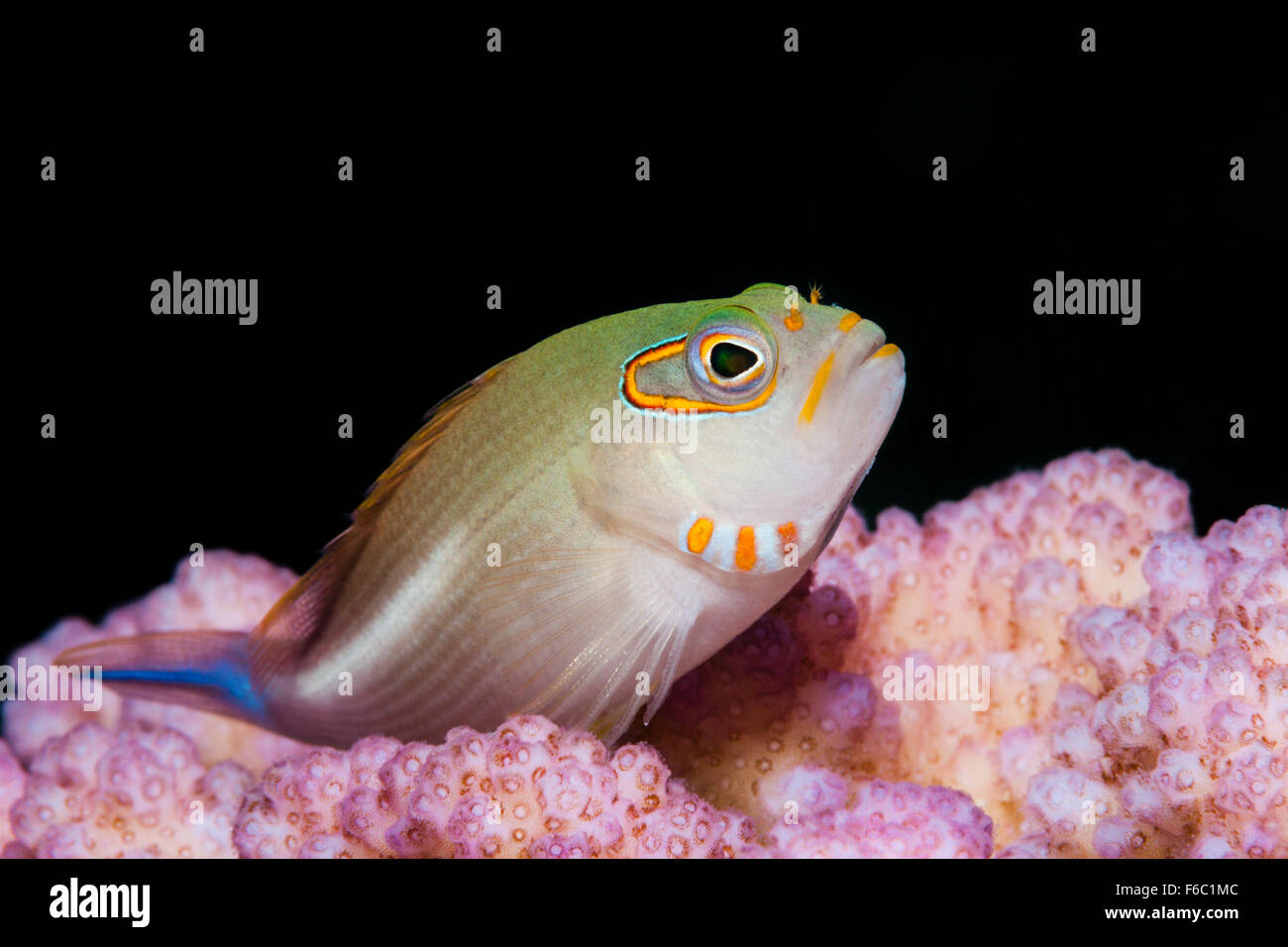 Bogen-Auge Hawkfish, Paracirrhites Arcatus, Great Barrier Reef, Australien Stockfoto