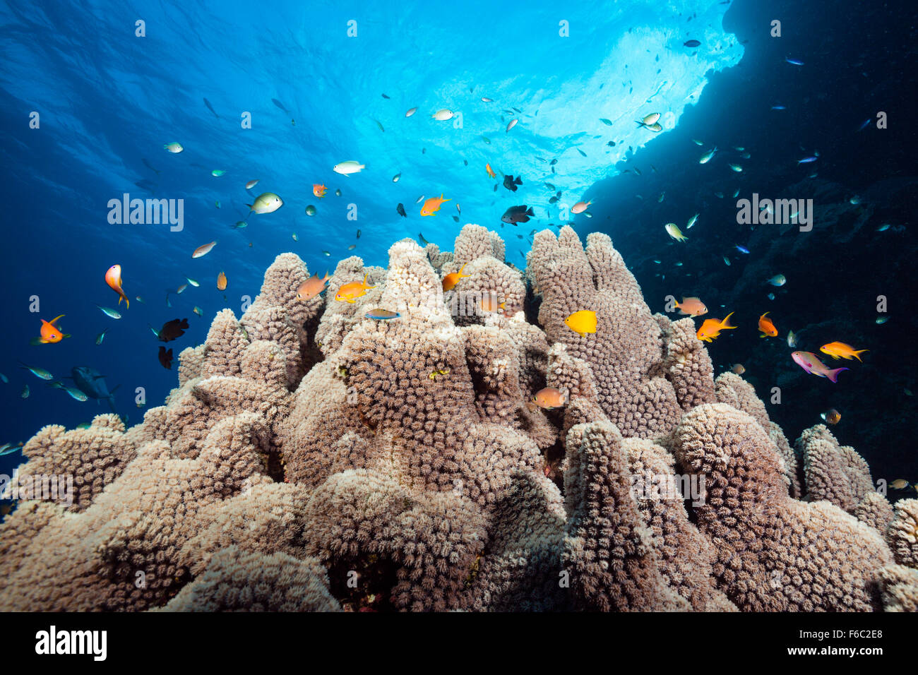Korallenriff, Great Barrier Reef, Australien Stockfoto