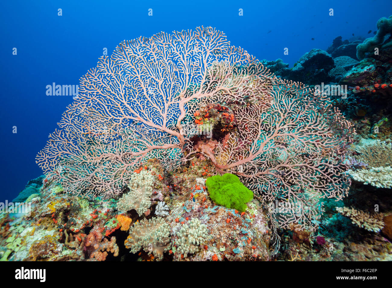 Korallenriff, Great Barrier Reef, Australien Stockfoto