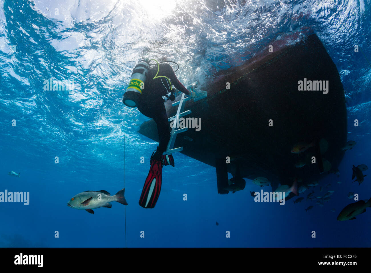 Scuba Diver Klettern Boot, Great Barrier Reef, Australien Stockfoto