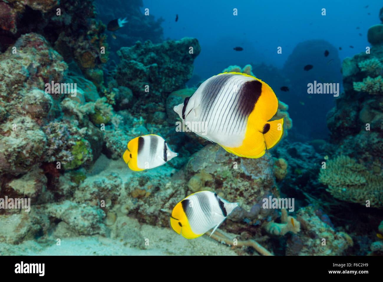 Doppel-Sattel Butterflyfish, Chaetodontidae Ulietensis, Great Barrier Reef, Australien Stockfoto
