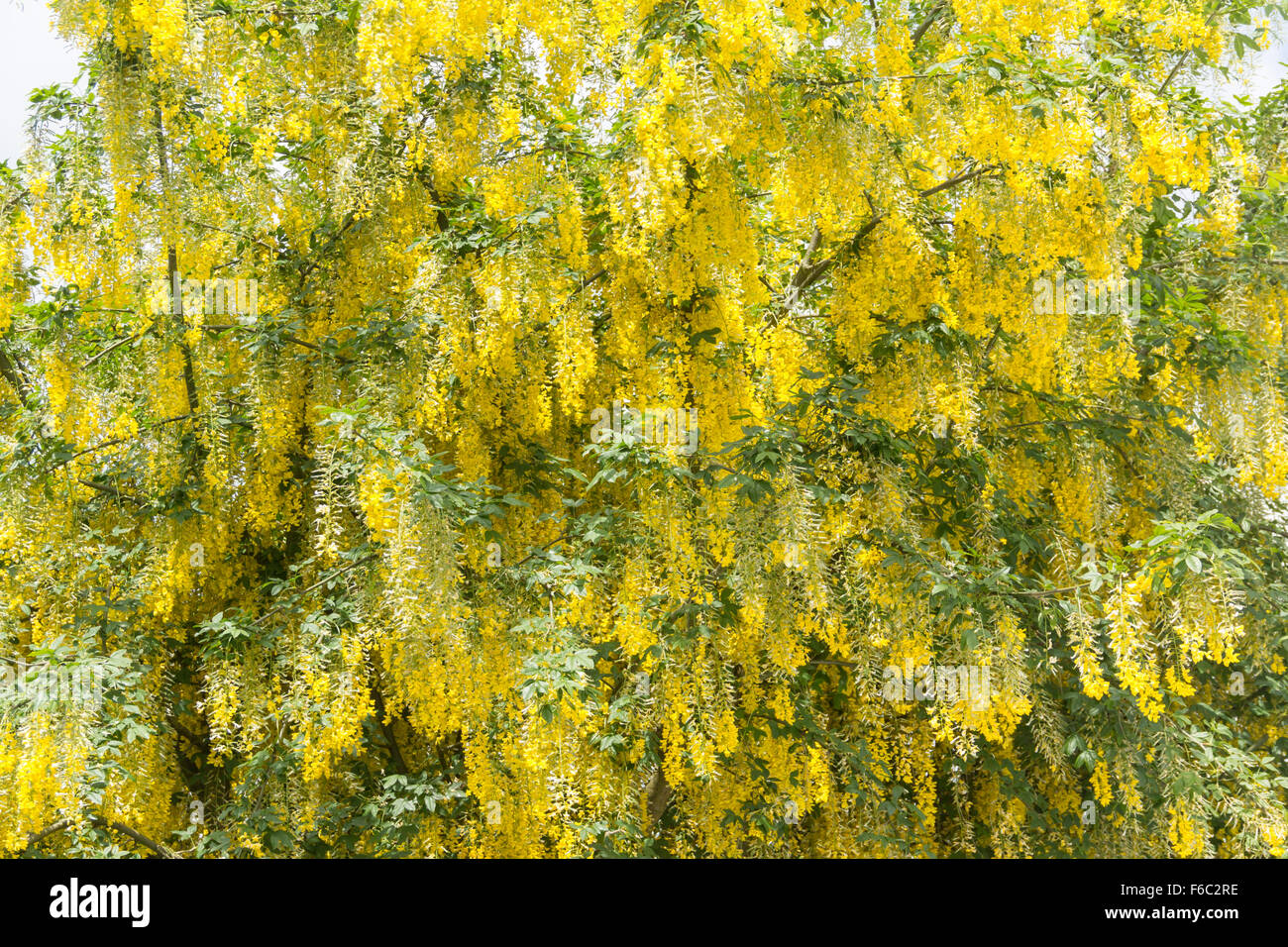 Goldregen Baum in voller Blüte im späten Frühjahr. Goldregen (Laburnum Anagyroides) ist auch bekannt als die goldene Kette-Baum. Stockfoto