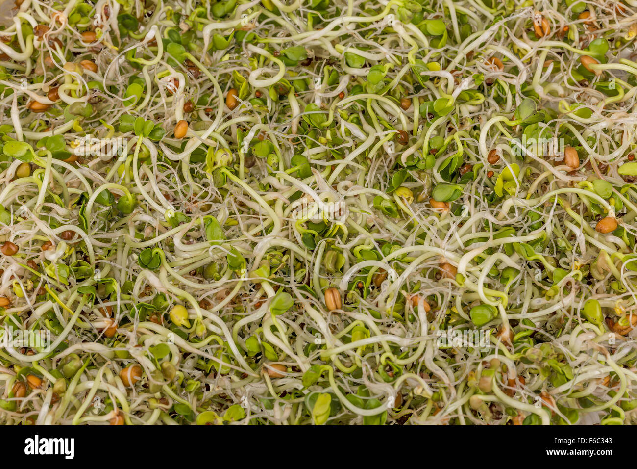 Mischung aus grünen jungen Sprossen für Hintergrund Stockfoto