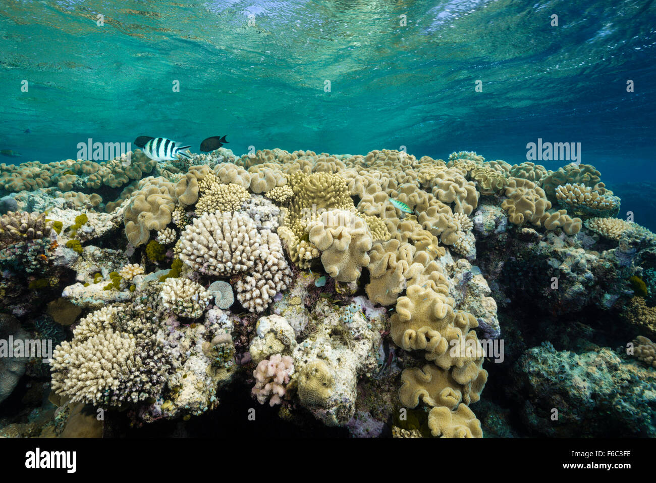 Riffdach, Great Barrier Reef, Australien Stockfoto