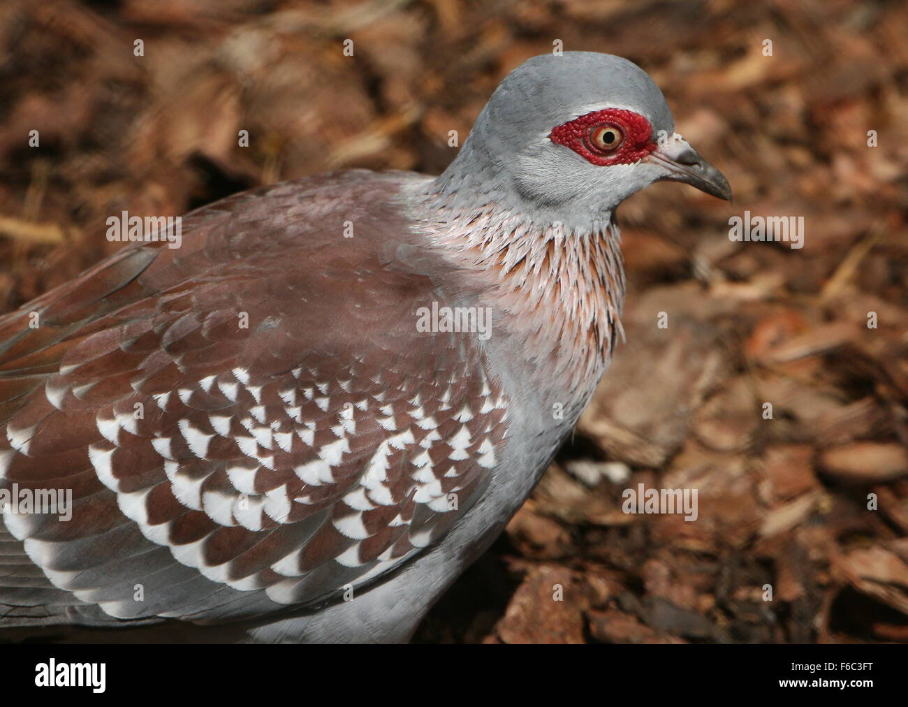 Sub-Saharan afrikanischen gesprenkelte Taube oder afrikanischen Felsen-Taube (Columba Guinea), Nahaufnahme des Kopfes einen Oberkörper Stockfoto