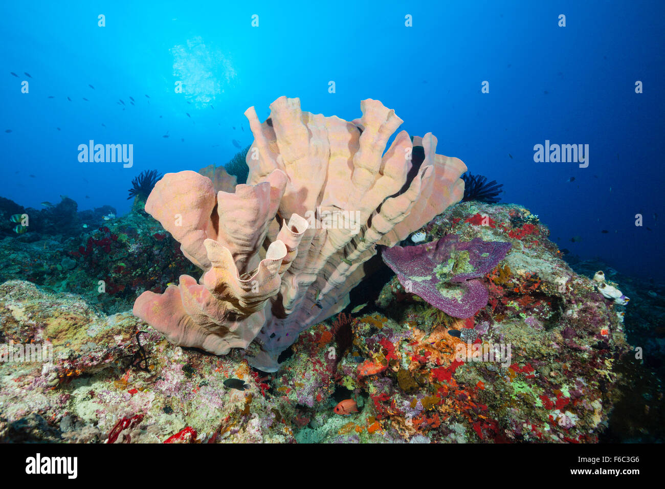 Elefanten-Ohr-Schwamm, Ianthella Basta, Osprey Reef, Coral Sea, Australien Stockfoto