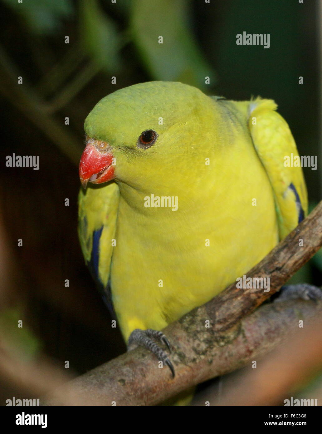 Süd-West Australian Bergsittich, alias Rock Pebbler Sittich (Polytelis Anthopeplus) Stockfoto