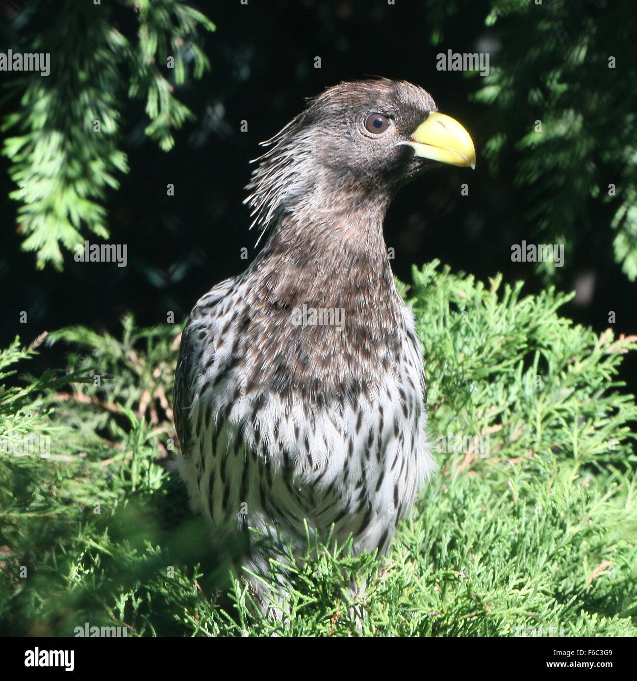 Afrikanischer Western Wegerich Esser Turaco (Crinifer Piscator), auch bekannt als graue Wegerich-Esser Stockfoto