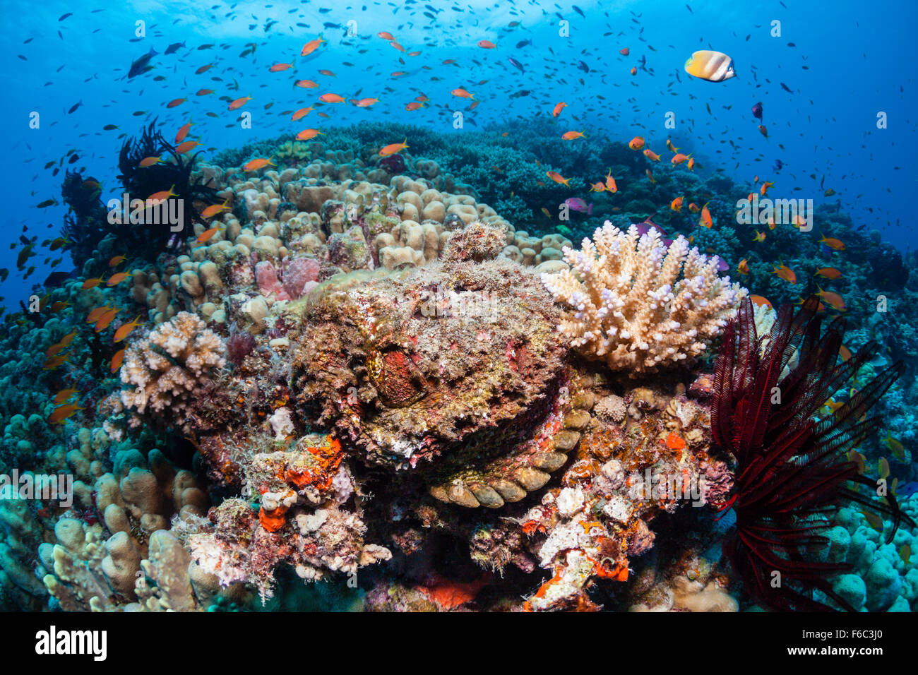 Riff-Steinfisch, Synanceia verzweigt, Osprey Reef, Coral Sea, Australien Stockfoto