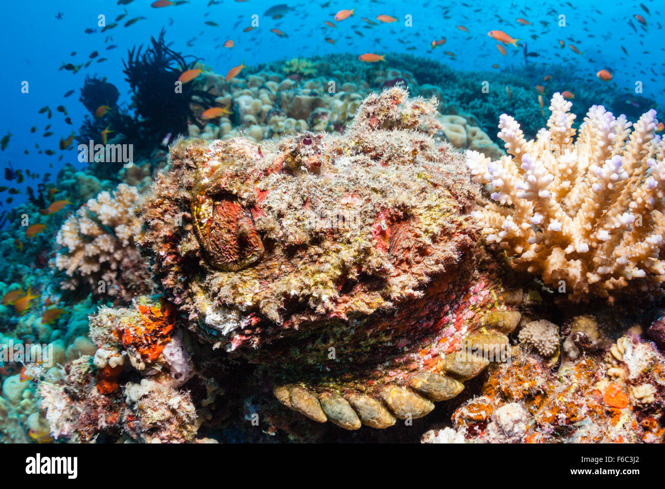 Riff-Steinfisch, Synanceia verzweigt, Osprey Reef, Coral Sea, Australien Stockfoto