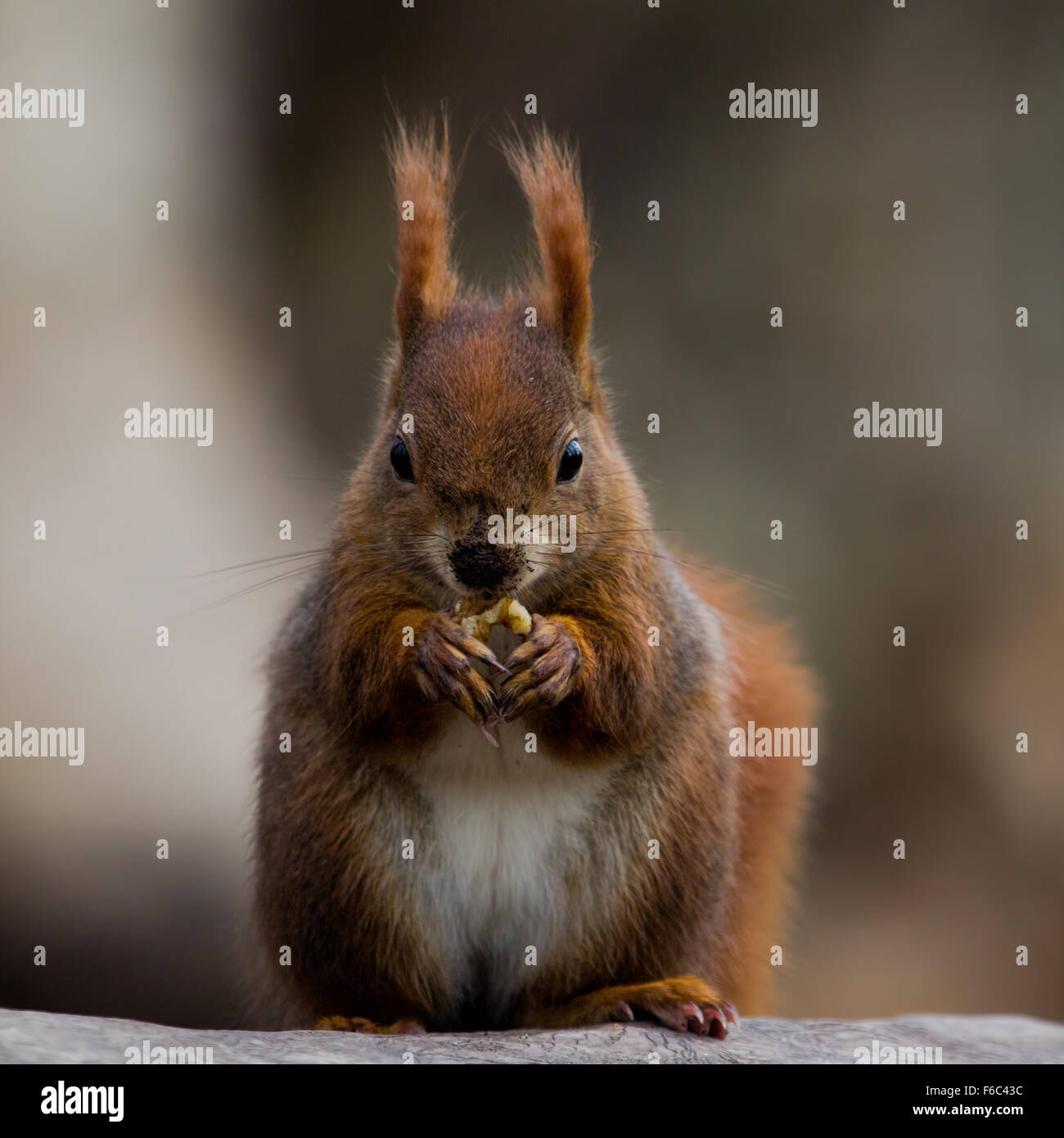 Eichhörnchen mit schmutzigen Nase Stockfoto