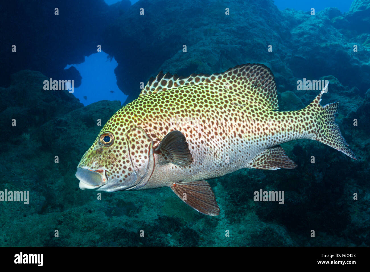 Harlekin Süßlippen, Plectorhinchus Chaetodonoides, Osprey Reef, Coral Sea, Australien Stockfoto