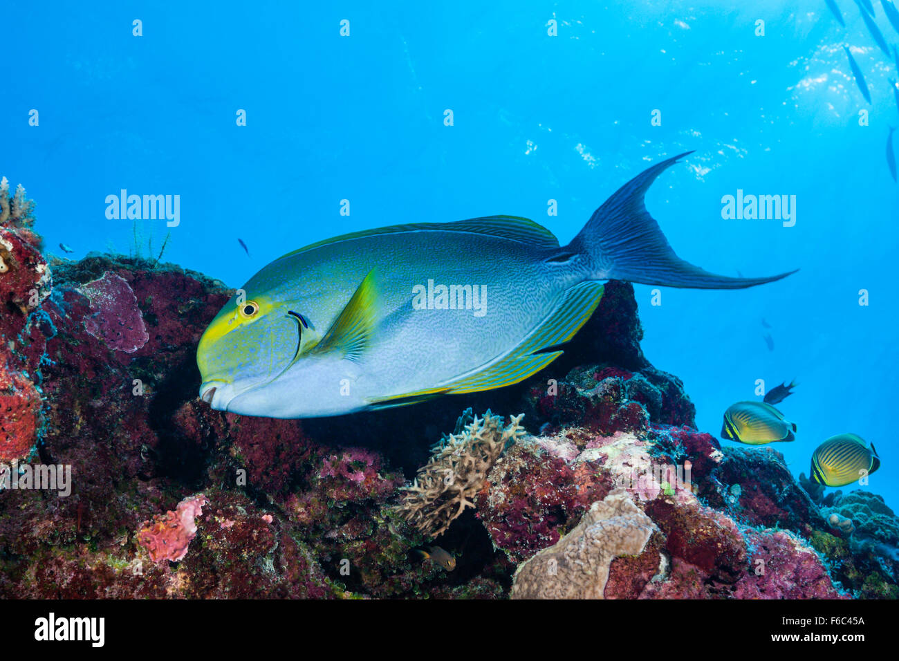 Gelbflossen-Doktorfisch, Acanthurus Xanthopterus, Osprey Reef, Coral Sea, Australien Stockfoto