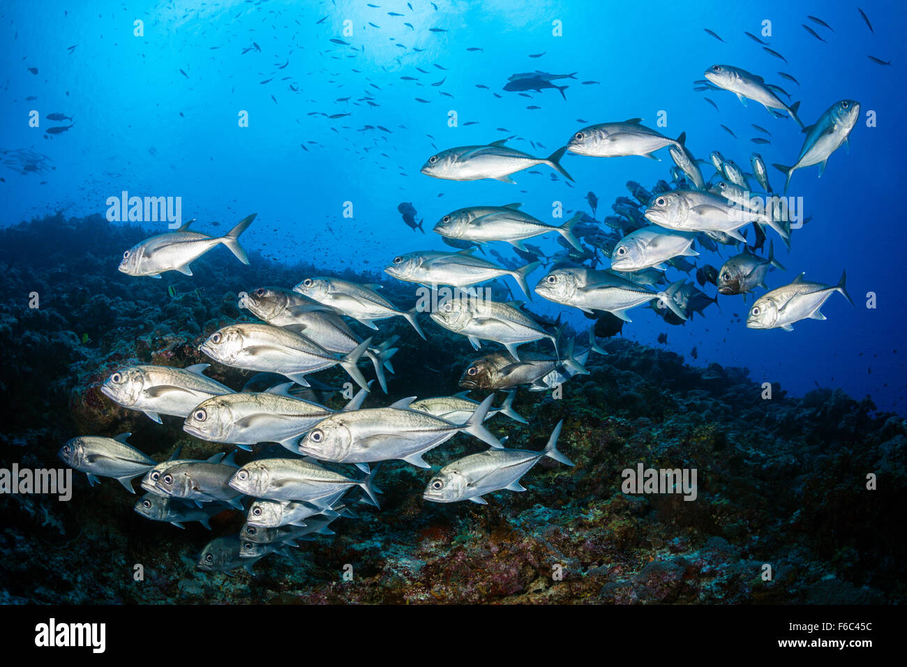 Fischschwarm von Bigeye Trevally Caranx Sexfasciatus, Osprey Reef, Coral Sea, Australien Stockfoto