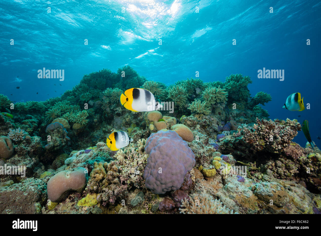 Doppel-Sattel Butterflyfish, Chaetodontidae Ulietensis, Osprey Reef, Coral Sea, Australien Stockfoto