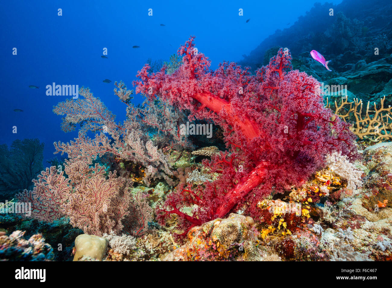Weiche Korallenriff, Dendronephthya, Osprey Reef, Coral Sea, Australien Stockfoto