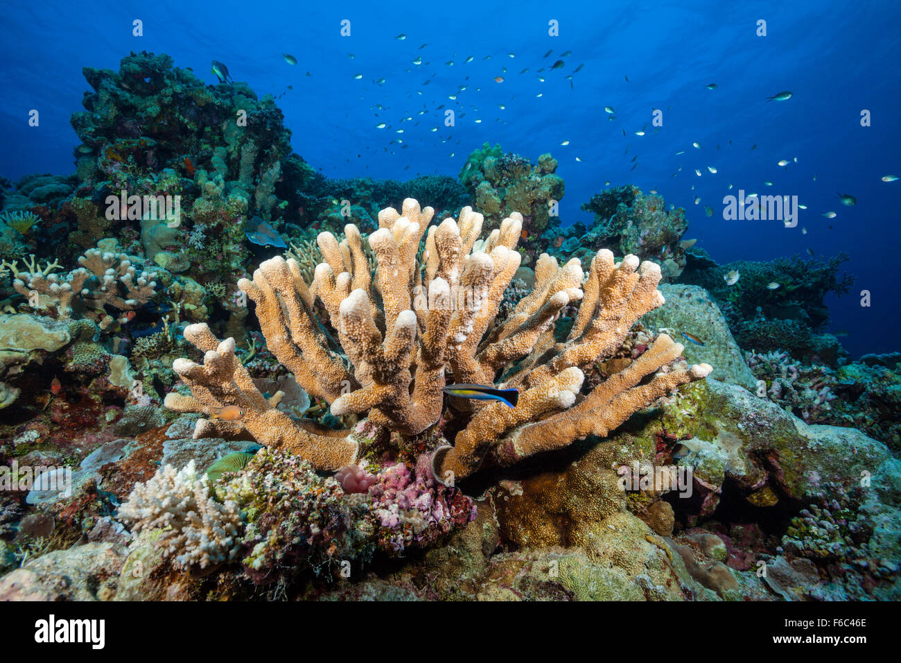 Coral Reef, Osprey Reef, Coral Sea, Australien Stockfoto