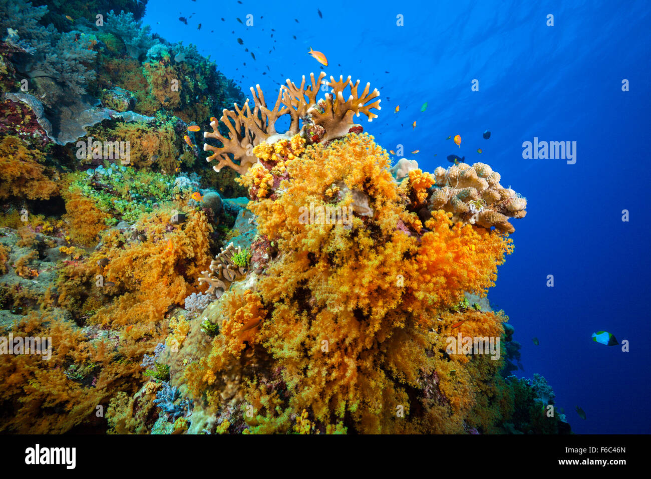 Weiche Korallenriff, Dendronephthya, Osprey Reef, Coral Sea, Australien Stockfoto