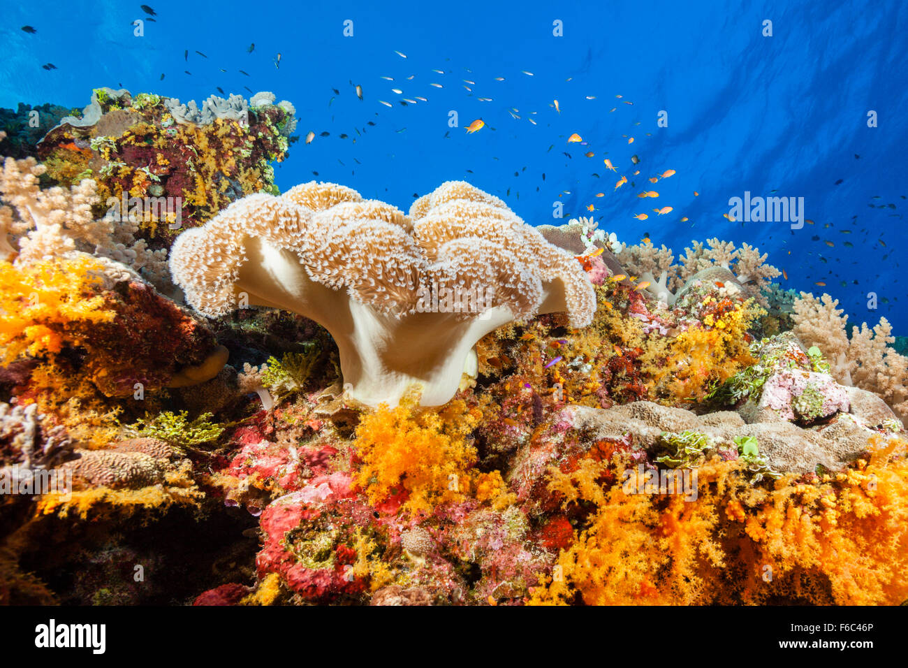 Farbige Coral Reef, Osprey Reef, Coral Sea, Australien Stockfoto