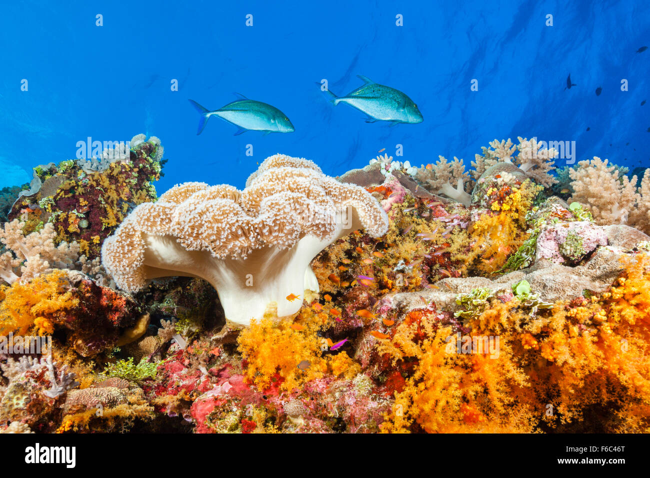 Farbige Coral Reef, Osprey Reef, Coral Sea, Australien Stockfoto