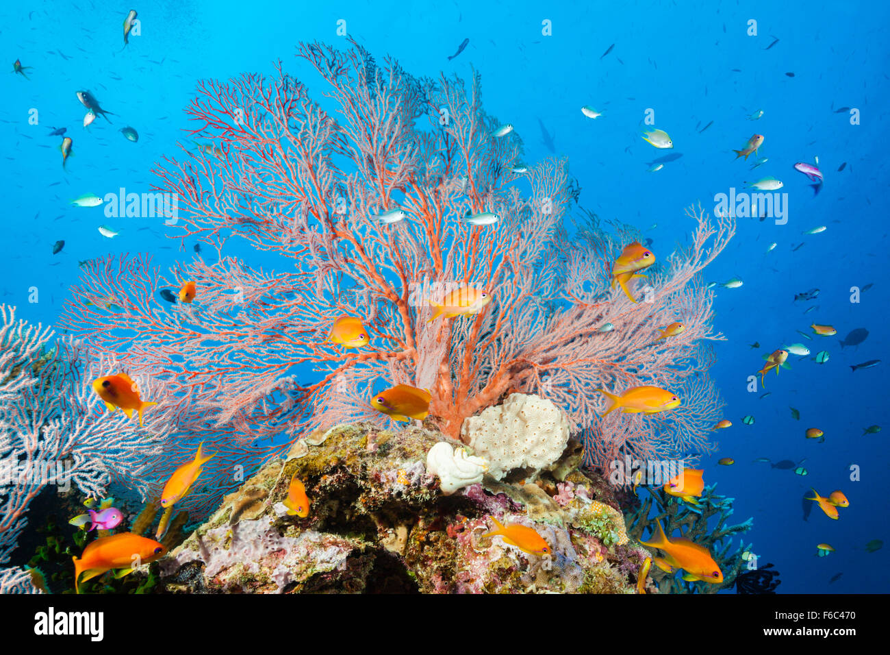 Lyretail Anthias im Korallenriff, Pseudanthias Squamipinnis, Osprey Reef, Coral Sea, Australien Stockfoto