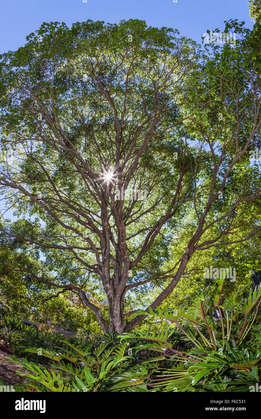 Roma Street Parkland in Brisbane, Queensland, Australien Stockfoto