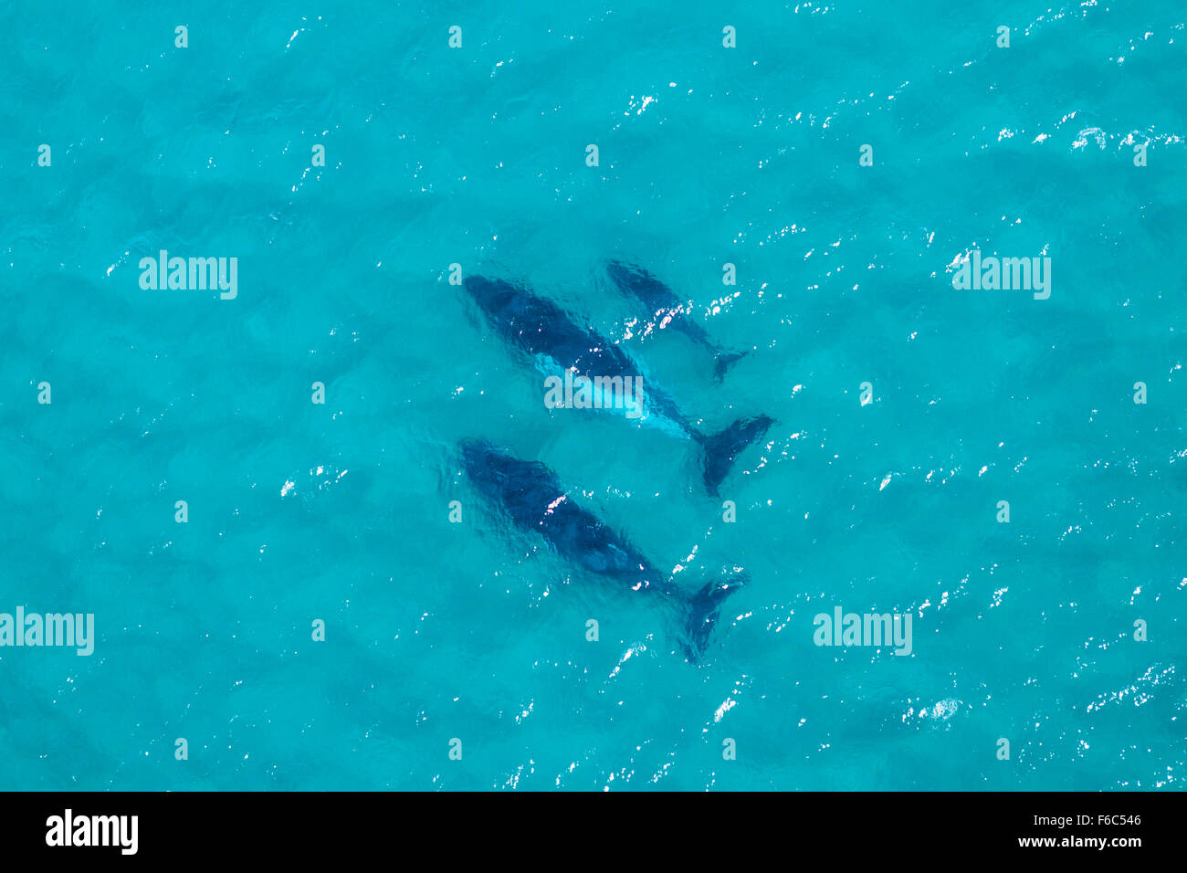 Buckelwale in der Nähe von Moreton Island, Brisbane, Australien Stockfoto