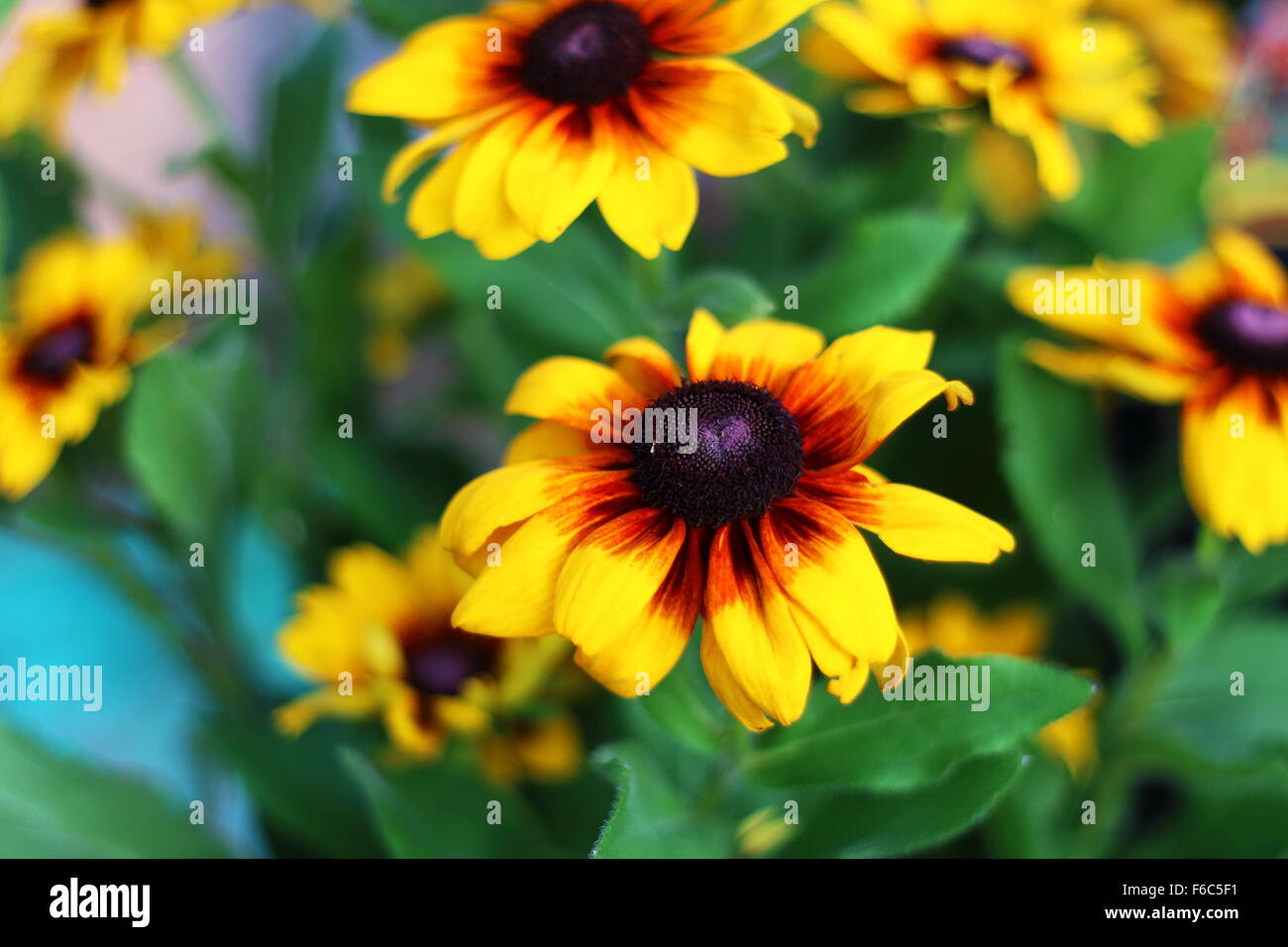 Schönen gelben shinning ziemlich in der Sonne. Stockfoto