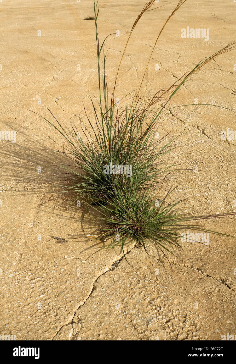 Grasbüschel Grass wächst aus der Riss im Asphalt. Spanien. Stockfoto