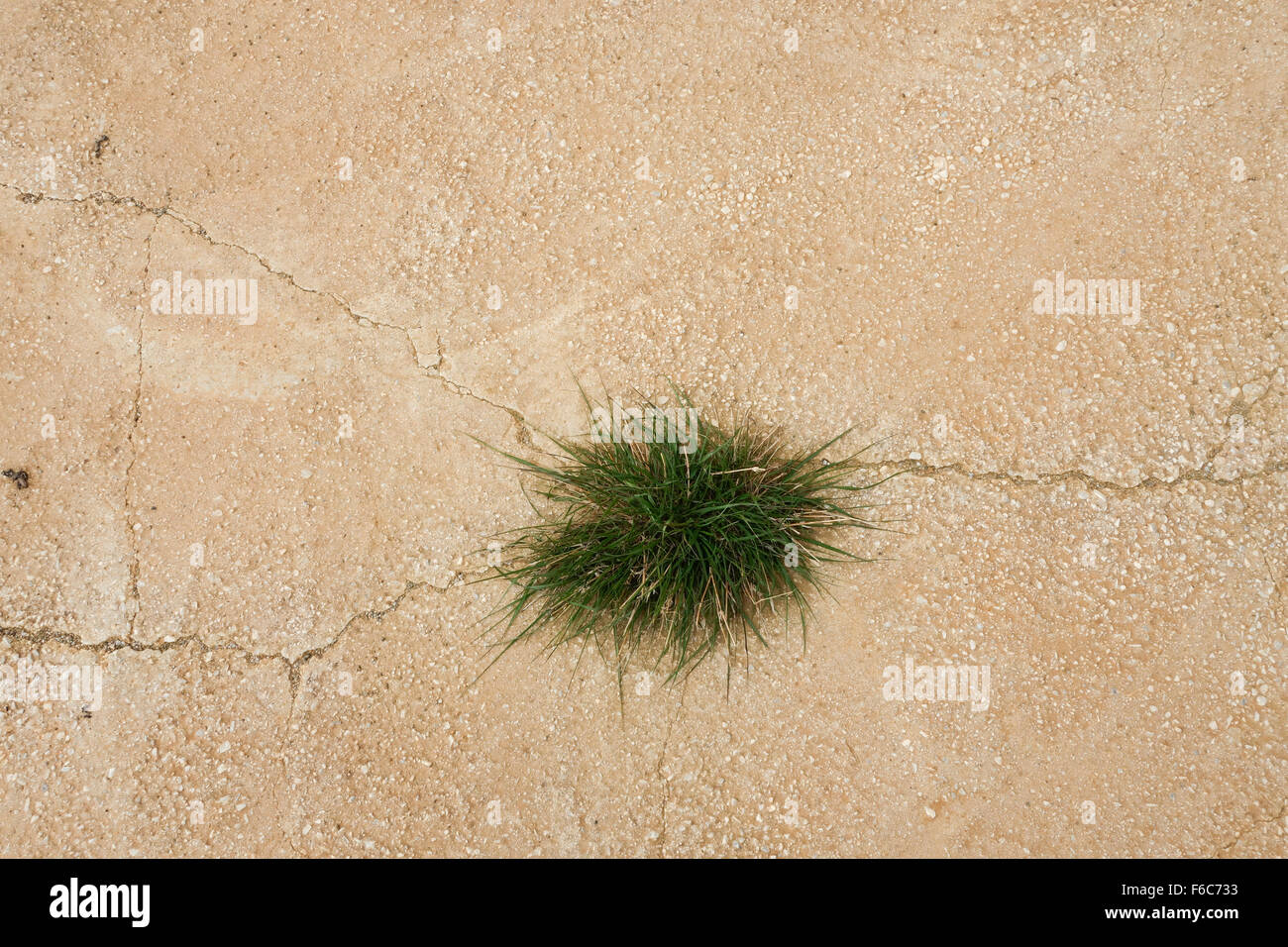 Rasen wächst aus Riss im Asphalt. Spanien. Stockfoto