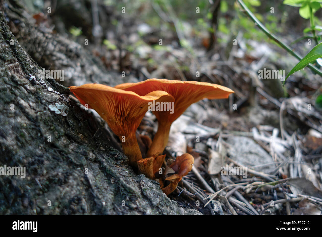 Wilde giftige Pilze, Omphalotus Olearius, Laterne Pilz im Wald. Spanien. Stockfoto