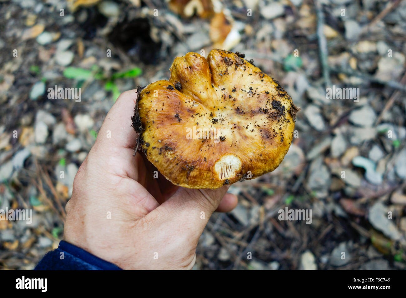 Hand, Kommissionierung, Waldpilz, Pilze, Fliegenpilze, Fliegenpilze, Genießbarkeit, Mykologie, Spanien gesucht. Stockfoto