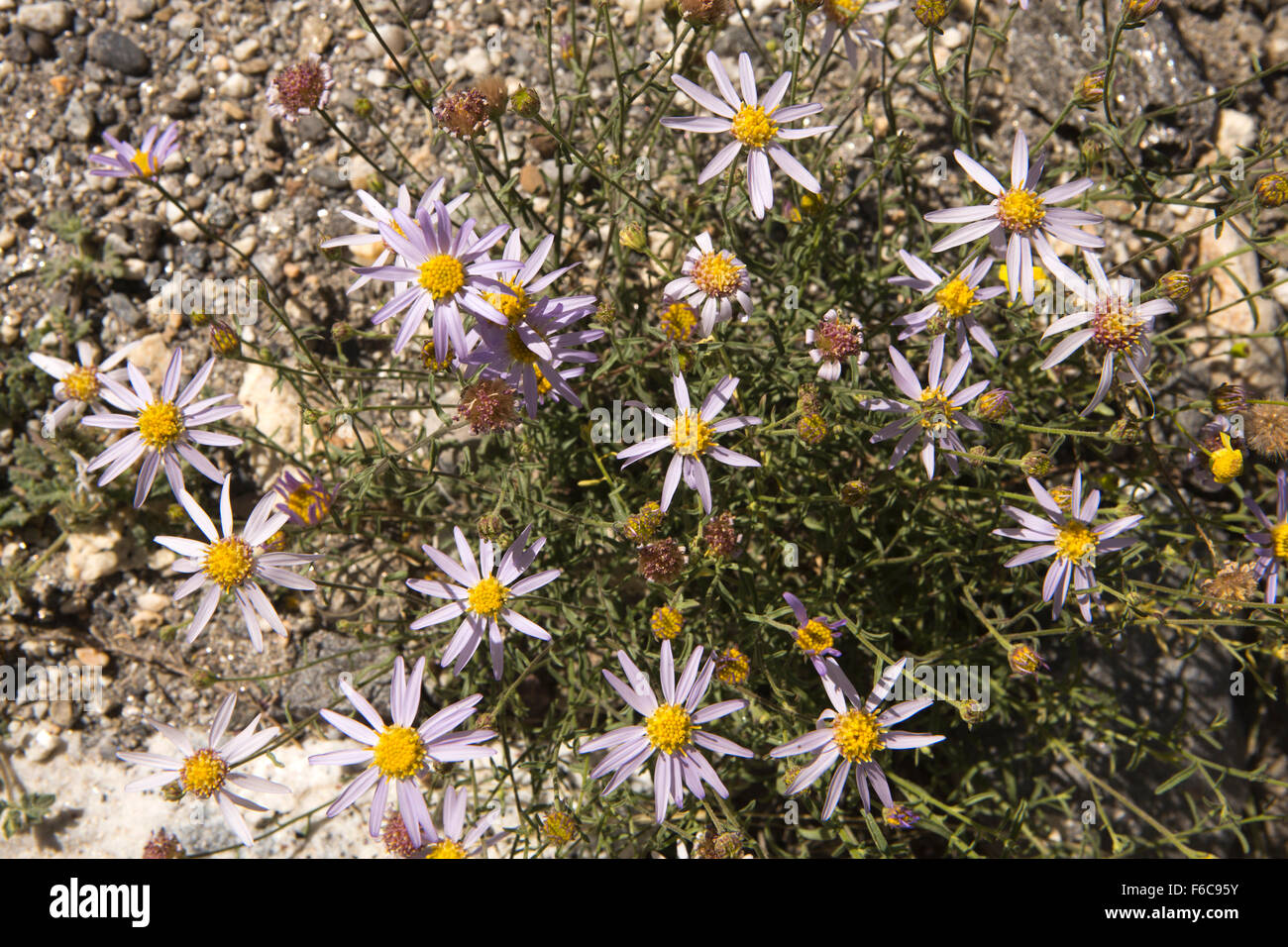 Indien, Himachal Pradesh, Yangthang, Flora, blass lila Gänseblümchen-wie wilde Blumen wachsen in großer Höhe Stockfoto