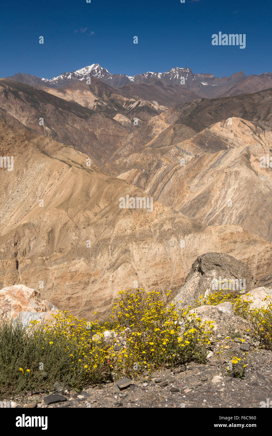 Indien, Himachal Pradesh, Yangthang, gelb Höhenlage vielfältige rotblättrige Senecio Wildblumen, Stockfoto