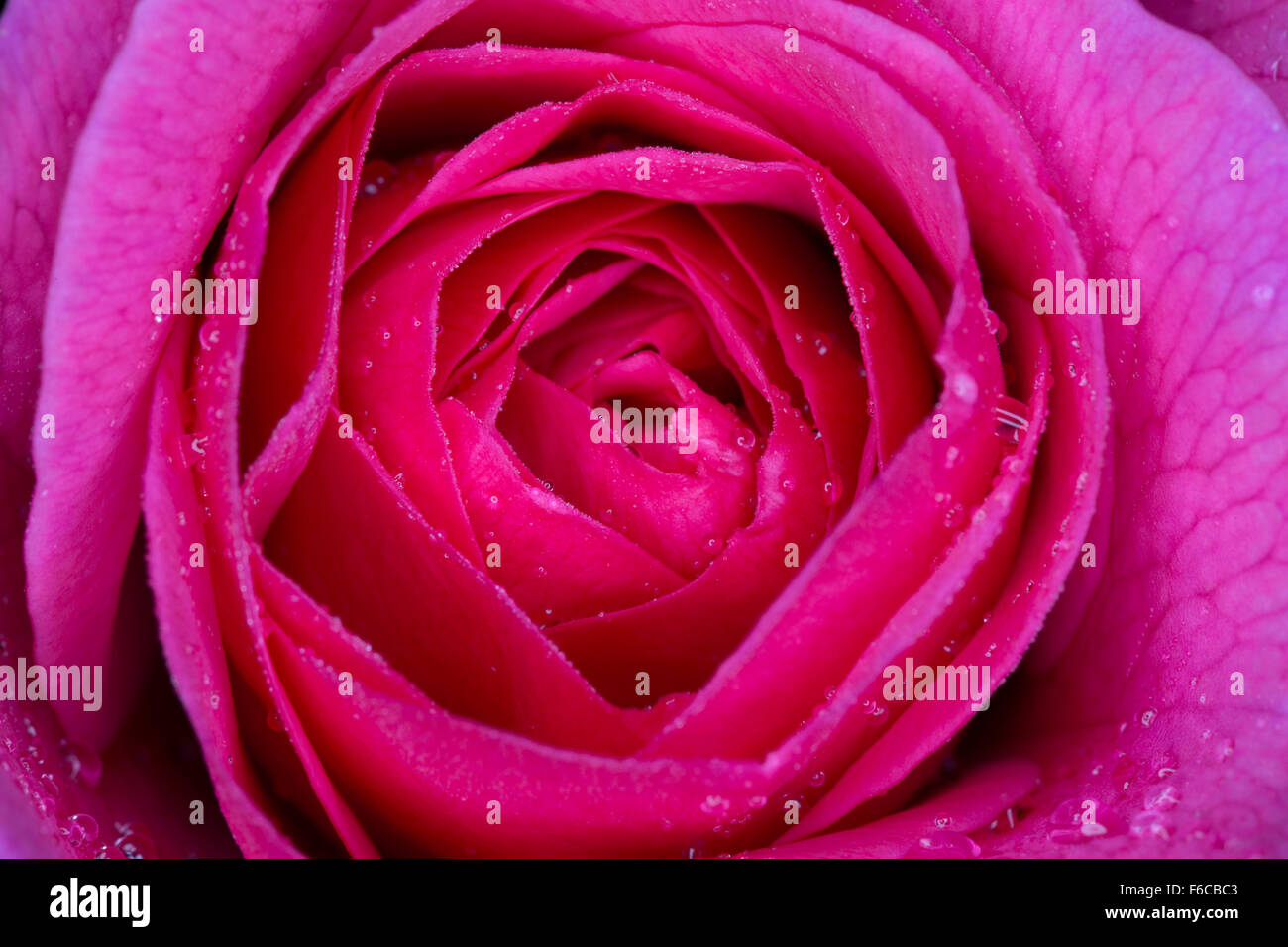 Eine Extreme Nahaufnahme einer tief rosa rose Blume nur morgens mit Tau auf die Blütenblätter öffnen. Stockfoto