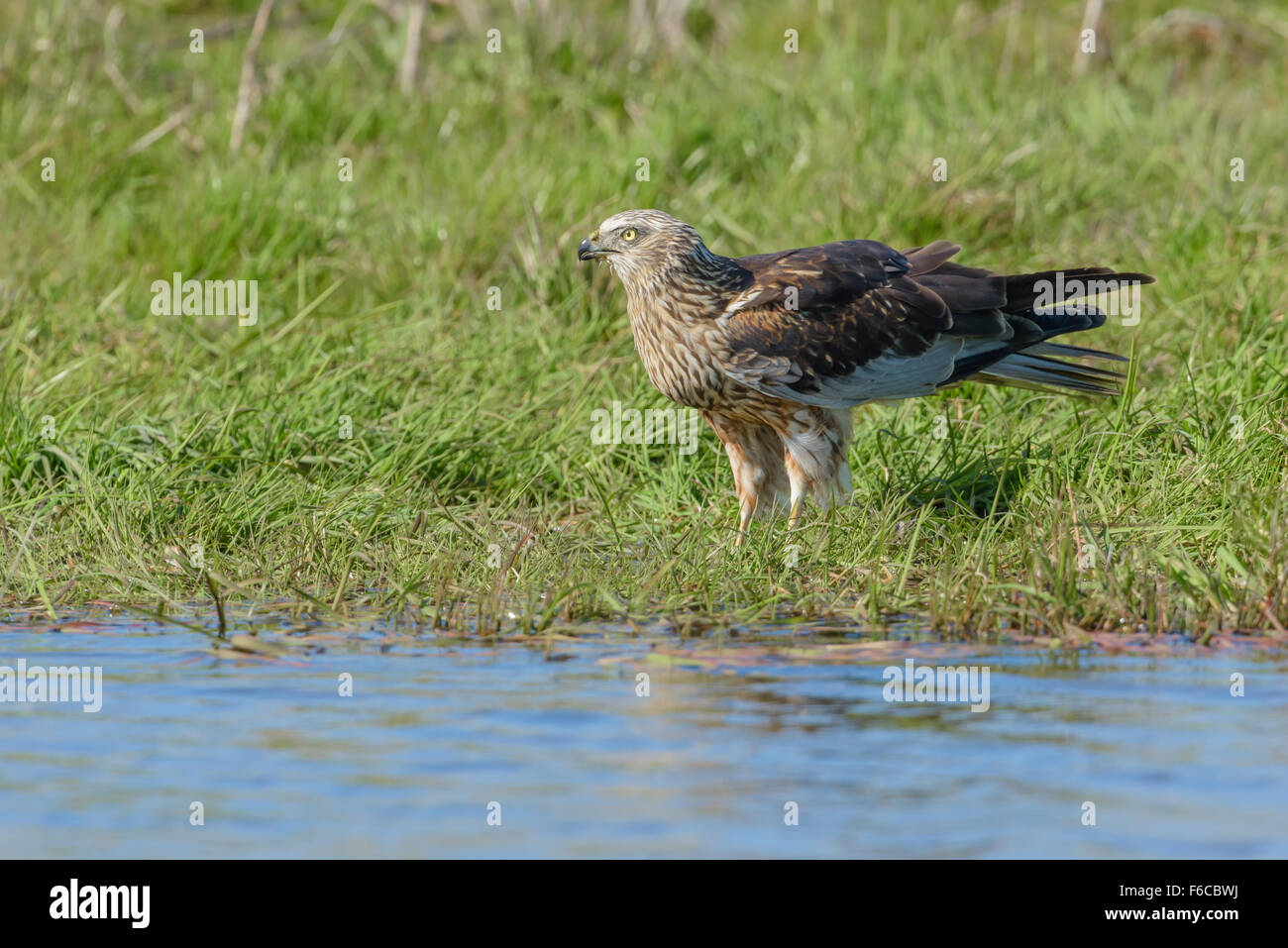 Circus Aeruginosus, männliche Western Rohrweihe, Rohrweihe Männchen Stockfoto
