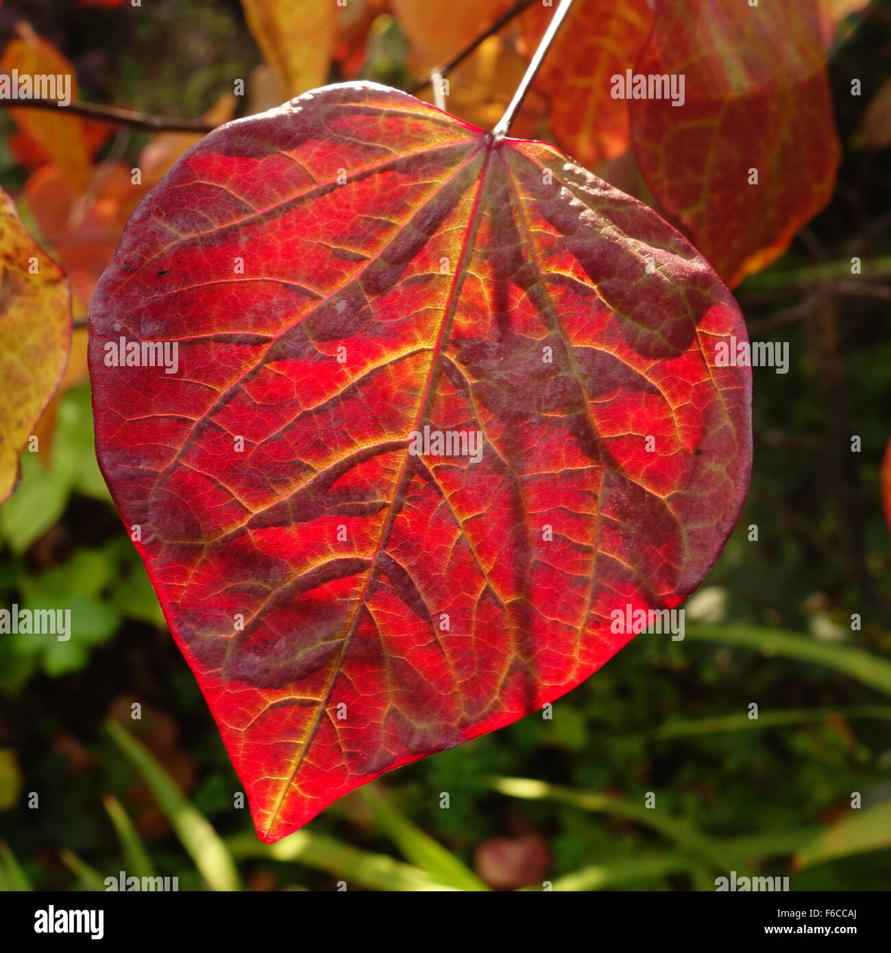 Heart Shaped Leaf Stockfoto