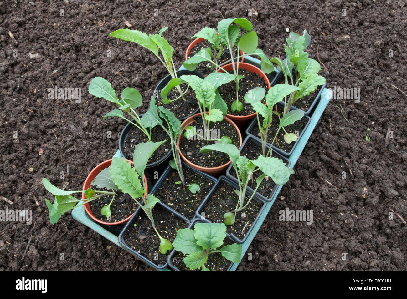 Pflanzung schwarz toskanische Kale Sequenz - Schritt # 1 - gehärtet aus Pflanzen bereit für die Bepflanzung außerhalb Stockfoto