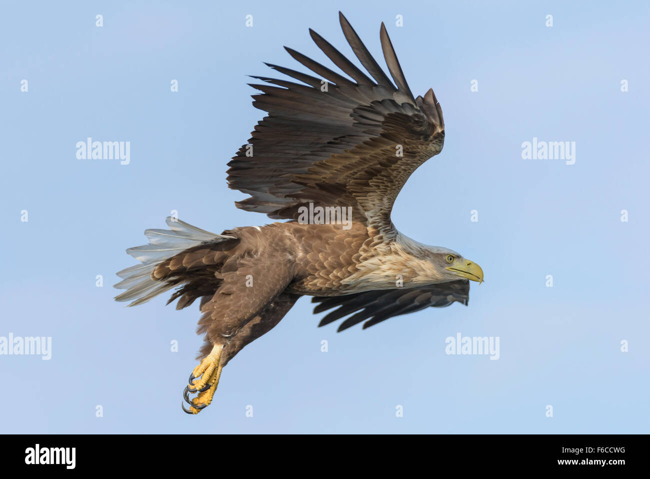 Seeadler Haliaeetus Horste, White Tailed Eagle Stockfoto