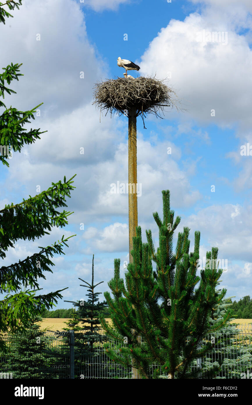 zwei Störche im Nest befindet sich auf einer hohen Säule Stockfoto