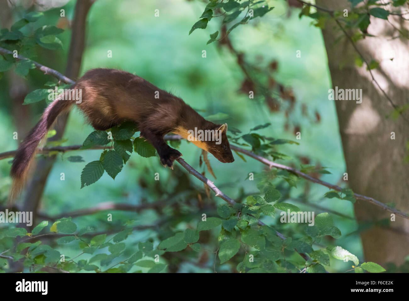 Baummarder, Martes Martes, europäischen Baummarder Stockfoto