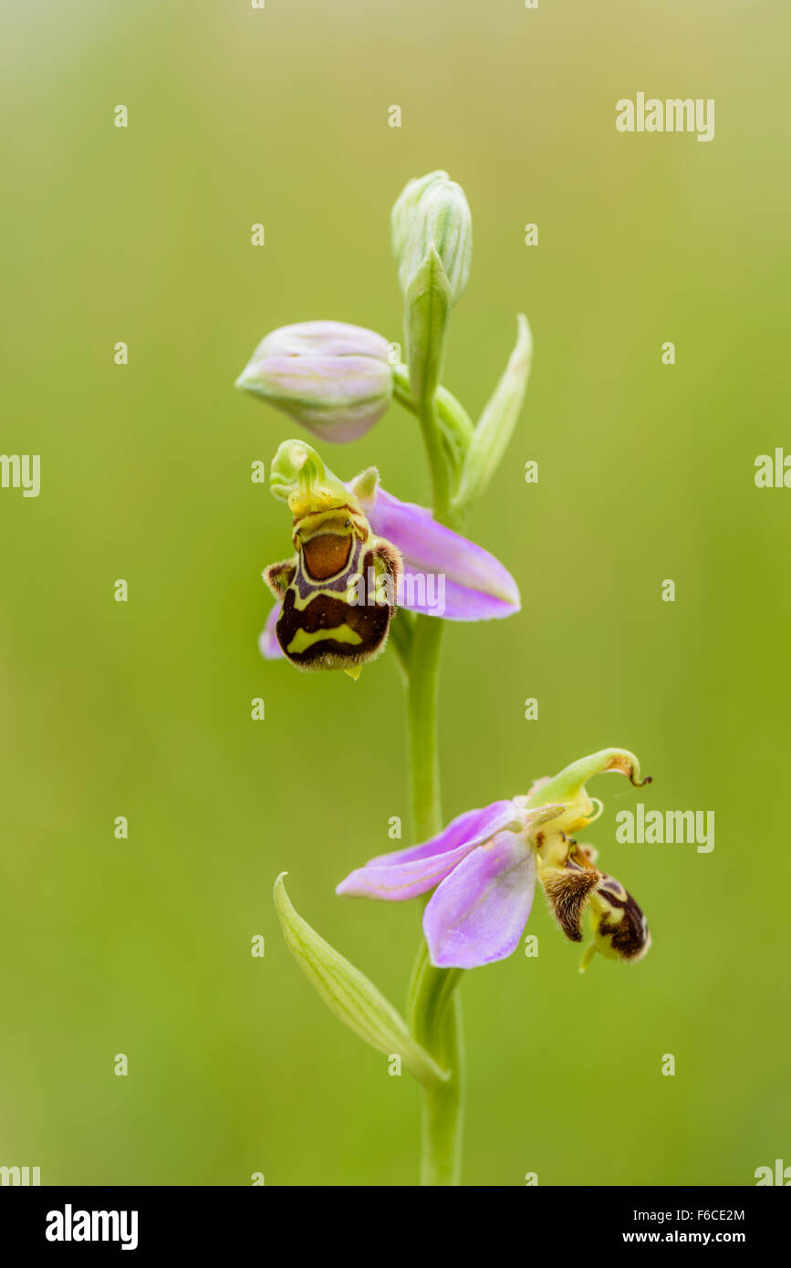 Bienenökologie Ragwurz, Ophrys Apifera, Biene Orchidee Stockfoto