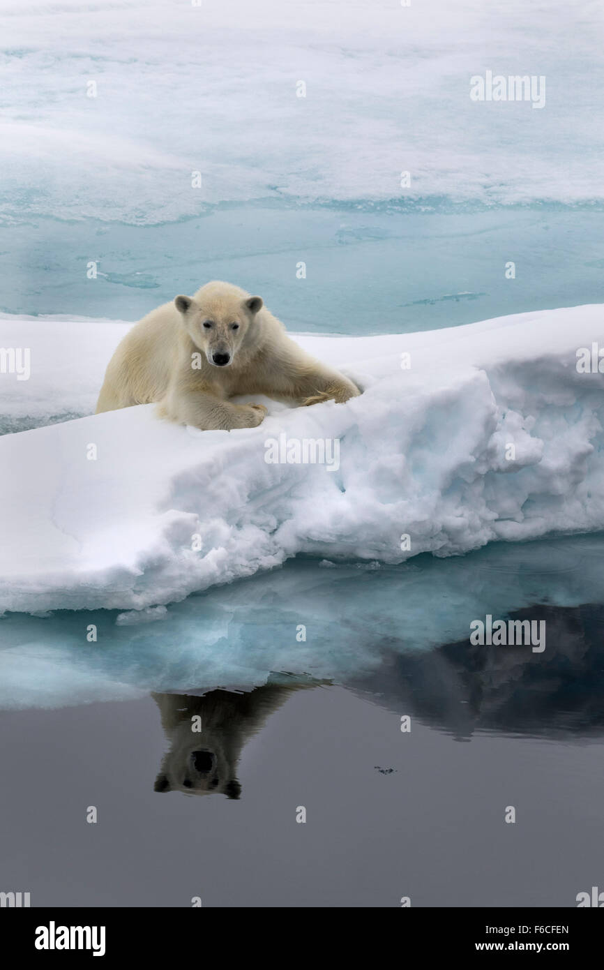 Eisbär auf Packeis, Spitzbergen, Norwegen / EuropeUrsus Maritimus Stockfoto