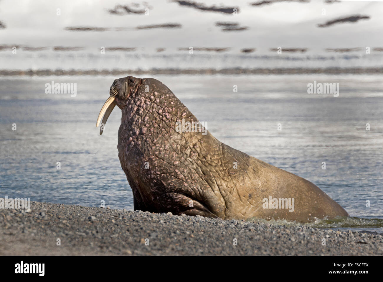 Walrosse auf den Strand, Svalbard, Spitzbergen, Norwegen, Europa / Odobenus Rosmarus Stockfoto