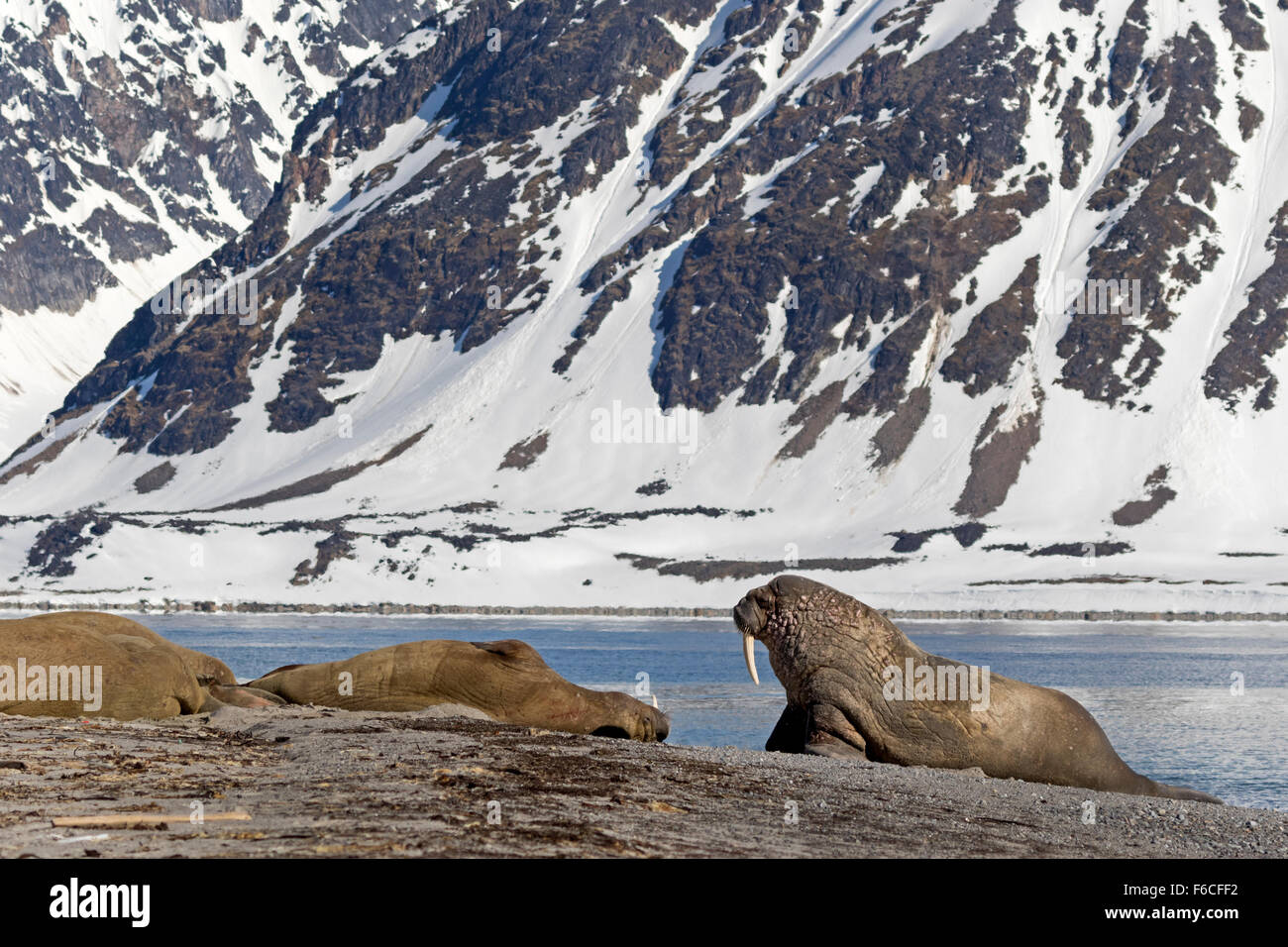 Walrosse auf den Strand, Svalbard, Spitzbergen, Norwegen, Europa / Odobenus Rosmarus Stockfoto