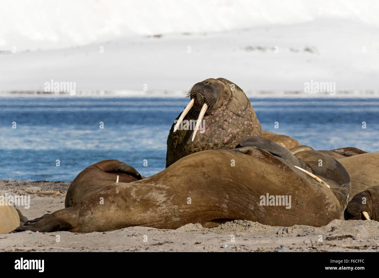 Walrosse auf den Strand, Svalbard, Spitzbergen, Norwegen, Europa / Odobenus Rosmarus Stockfoto