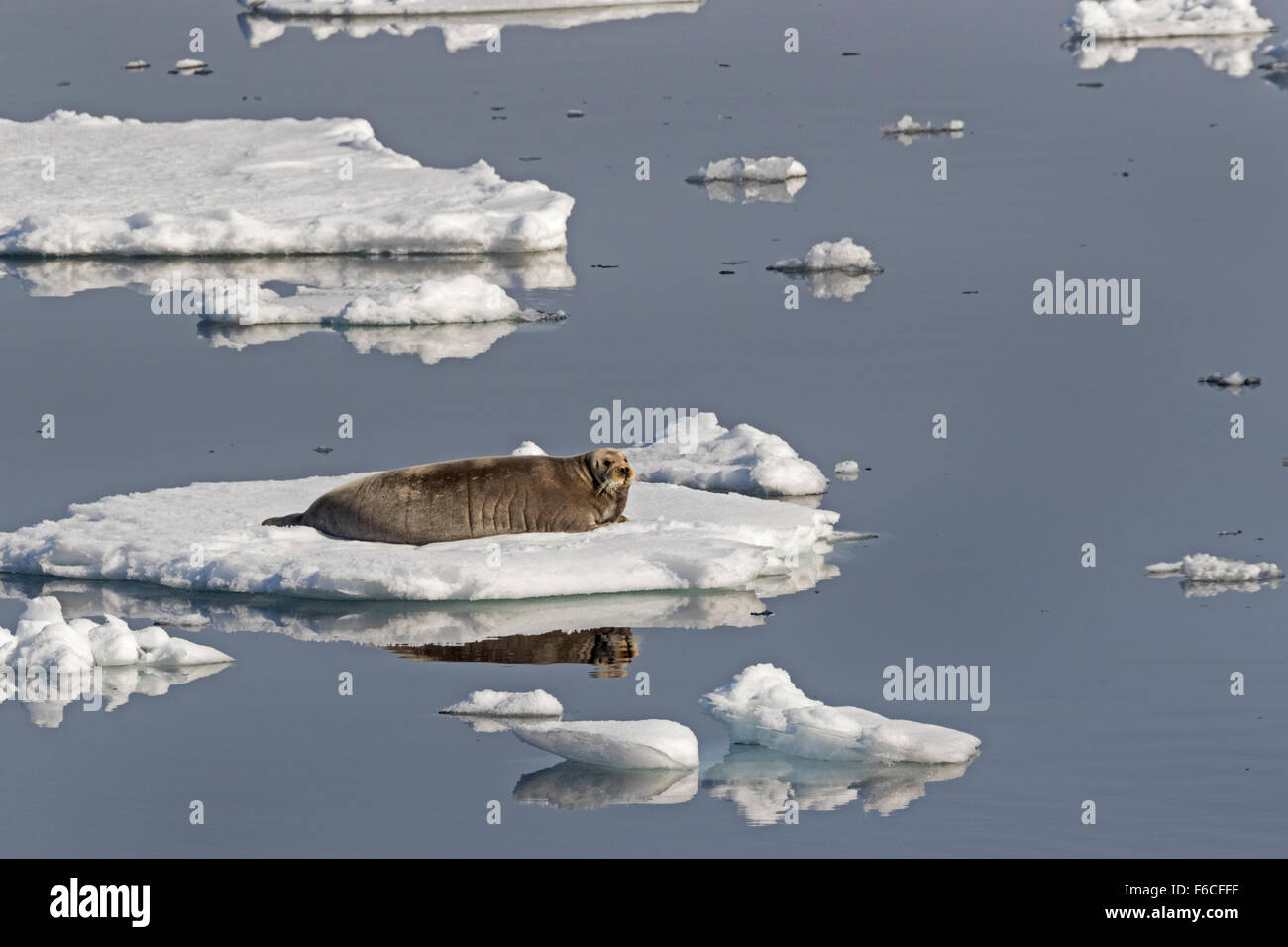Bärtige Siegel oder Square Flipper Siegel auf einer Eisscholle, Spitzbergen, Norwegen, Europa / Erignathus Barbatus Stockfoto